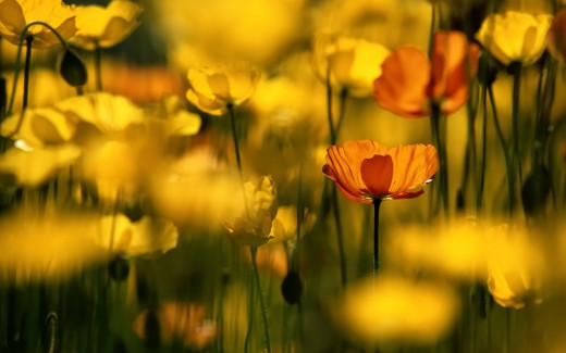 610675 (a): :1920x1200